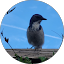 Shkale Vale Avatar